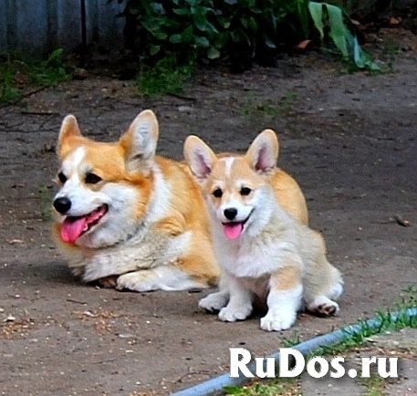 Шикарные щенки Вельш Корги Пемброк ркф фотка