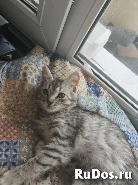 Котенок Сильва изображение 3