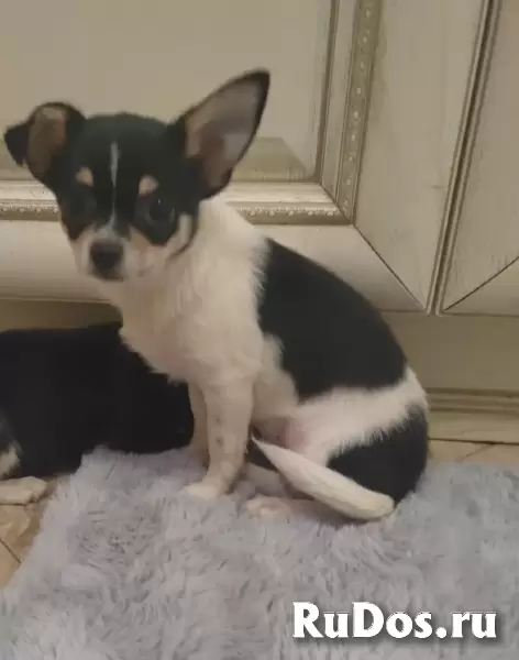 Милые щеночки Чихуахуа изображение 4