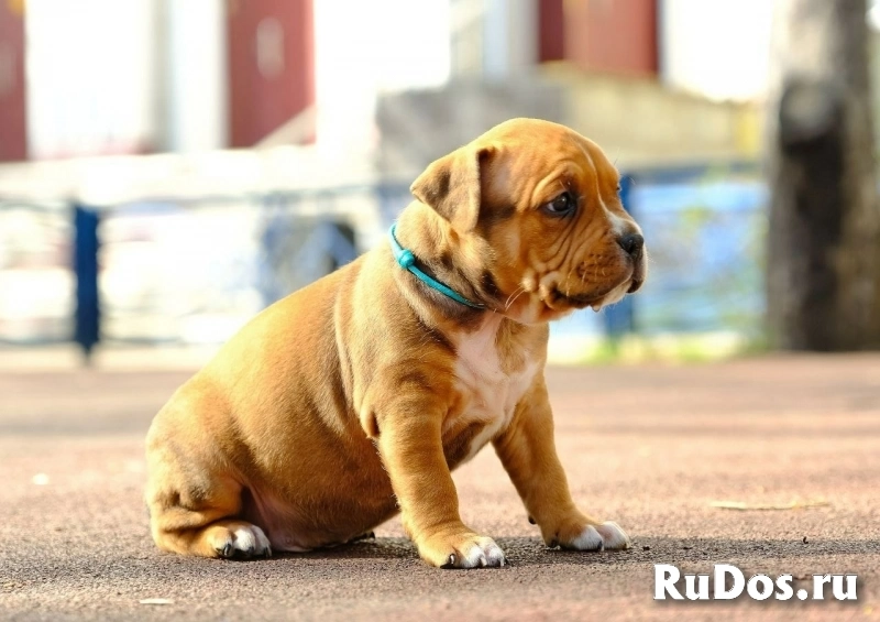 Милые щенки Амстаффтерьера бронь изображение 4