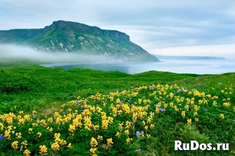 Водитель Водитель фото