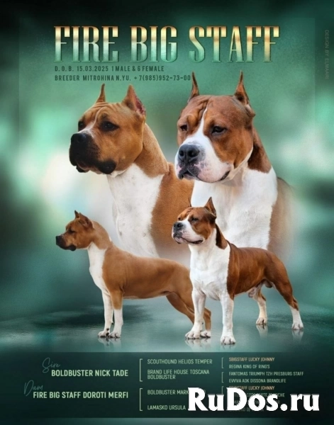 Милые детки Амстаффтерьера ркф изображение 6