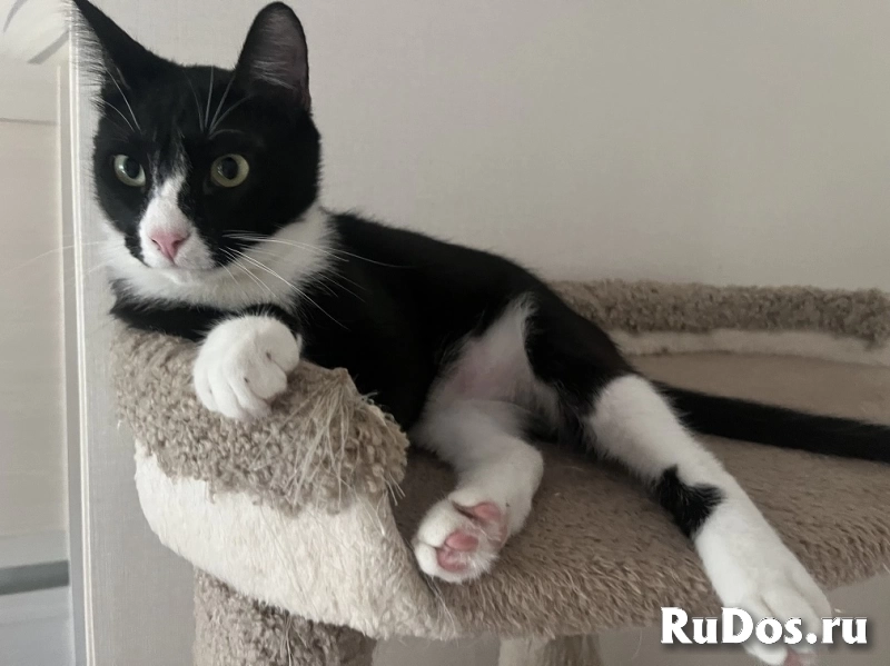 Добрый и ласковый котик Маркиз ищет дом! картинка 9 Добрый и ласковый котик Маркиз ищет дом! изображение 9