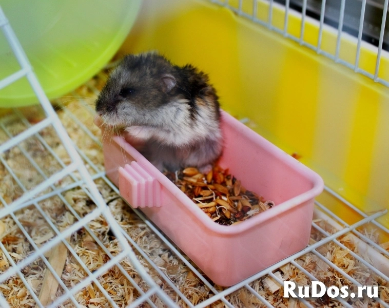 Качественные фото домашних любимцев фотка