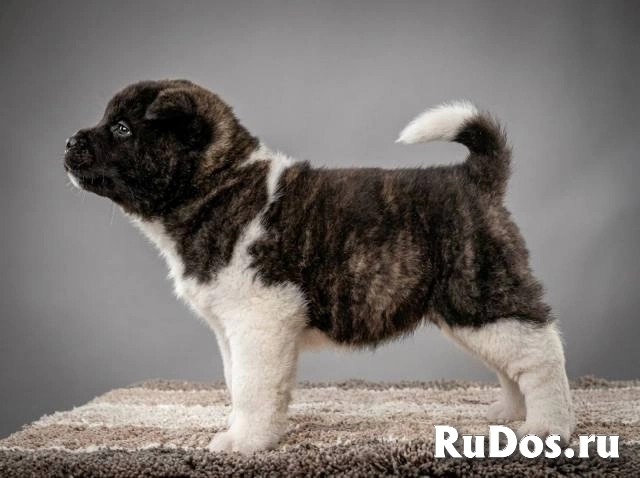 Американская акита, щенки высшего качества изображение 4