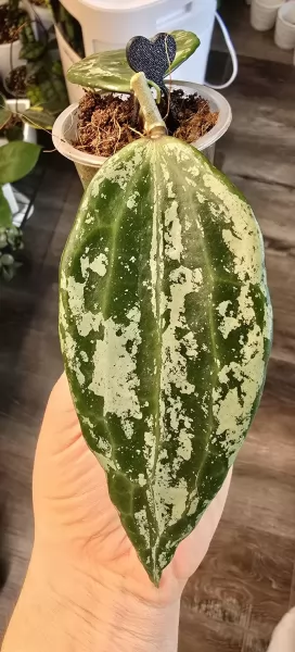 , купить растения изображение 3