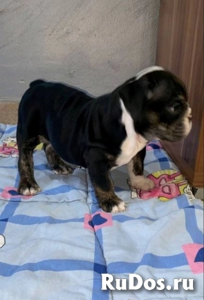 Английский бульдог, прекрасные щенки изображение 10