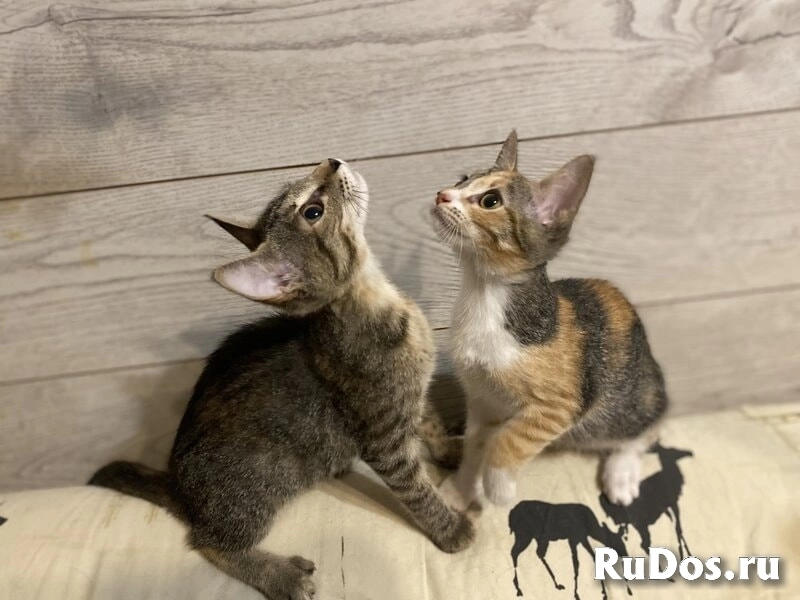 Ищут дом два чудесных котенка Тигра и Нычка. изображение 4