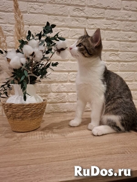 Котенок Тимофей ищет семью. изображение 4