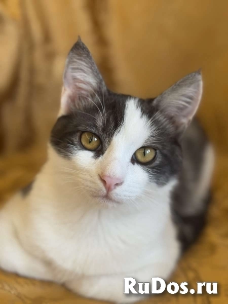 Замечательный котенок Лунтик  ищет дом! фото