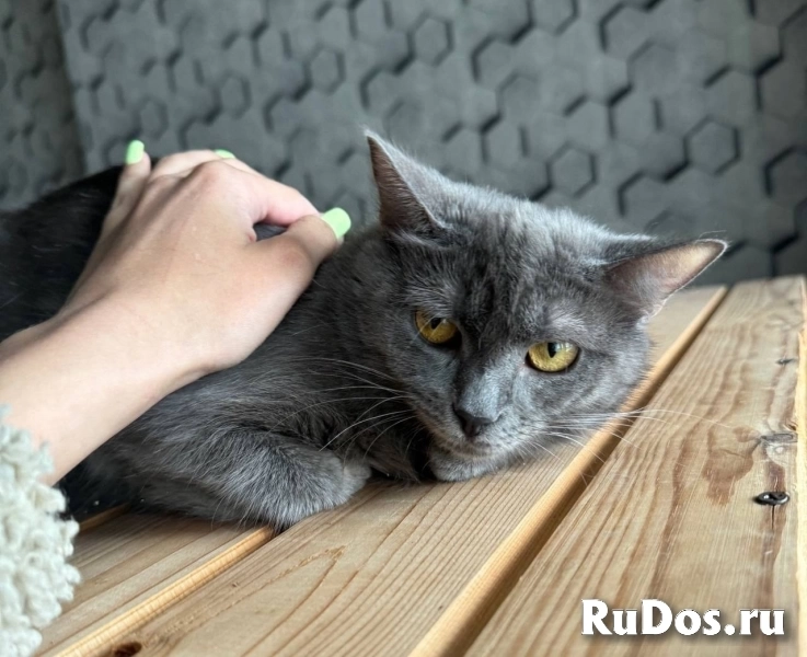 Друзья, ищет дом кошечка Дымка. изображение 3