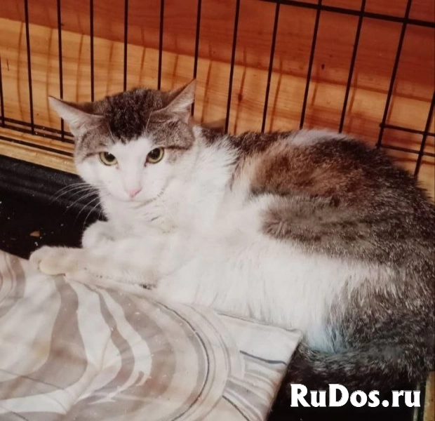 Котик Зефир изображение 3