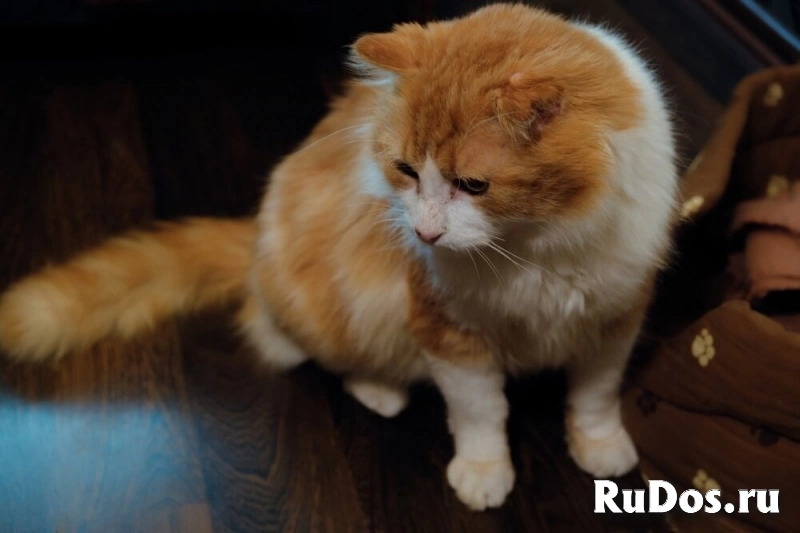 Замечательный кот Рыжик ищет любящий дом! изображение 5