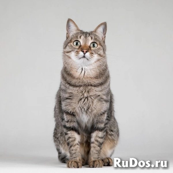 Ласковая маленькая кошечка Эми. фотка