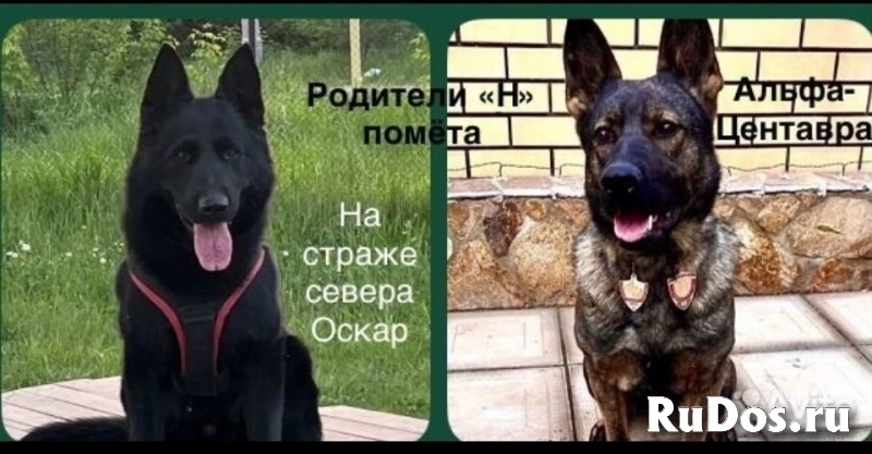 Щенки немецкой овчарки изображение 4