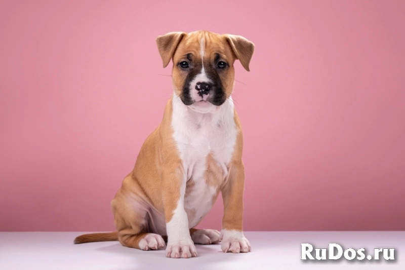 Красивые мальчики и девочки Амстаффтерьера 2 месяца ркф изображение 4