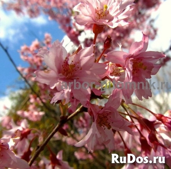 Сакура (вишня японская декоративная) в горшках для посадки купить изображение 7