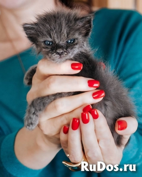 Отдаю в добрые руки чудесных малышей. изображение 3