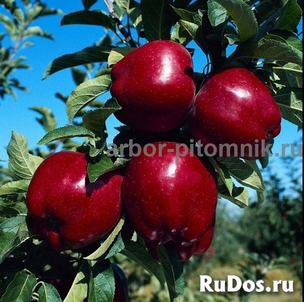 Саженцы яблони из питомника, с доставкой и посадкой по низкой цен изображение 9