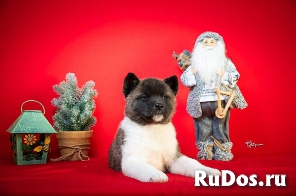 Американская акита изображение 4