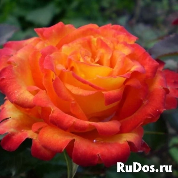 Розы изображение 3