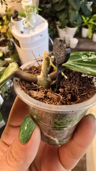 , купить растения изображение 4