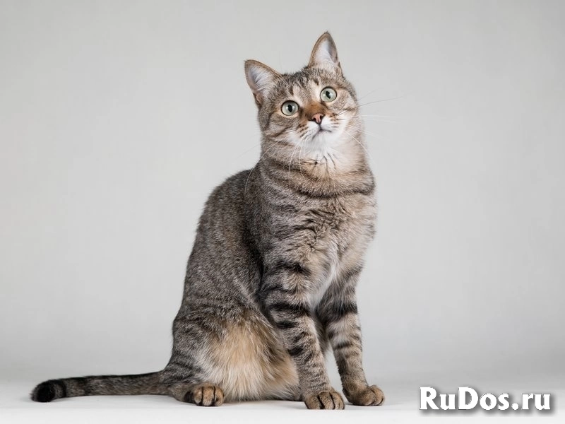 Ласковая маленькая кошечка Эми. изображение 4