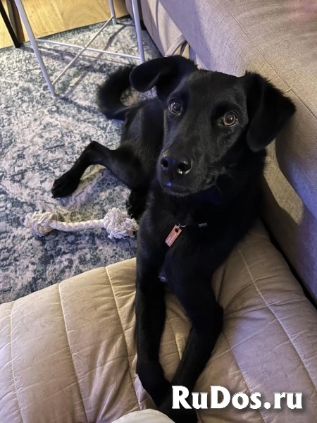 Красивый черный пес со смешными ушами по имени Морис ищет дом. изображение 6