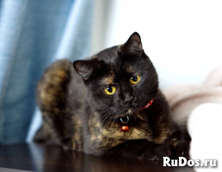 Замечательная молодая кошечка Плюша ждёт свою семью. фотка