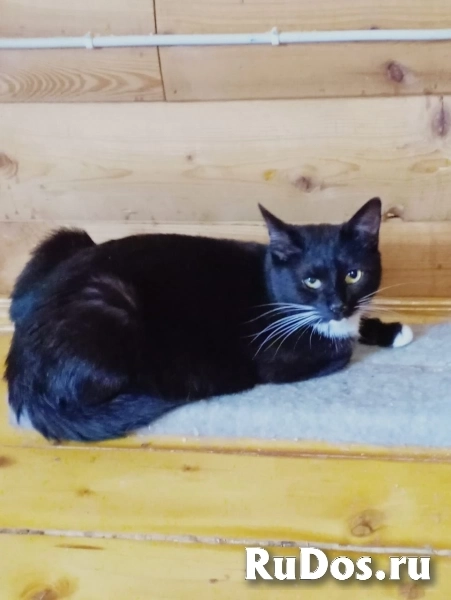 Кошечка Ингрид в добрые руки изображение 5