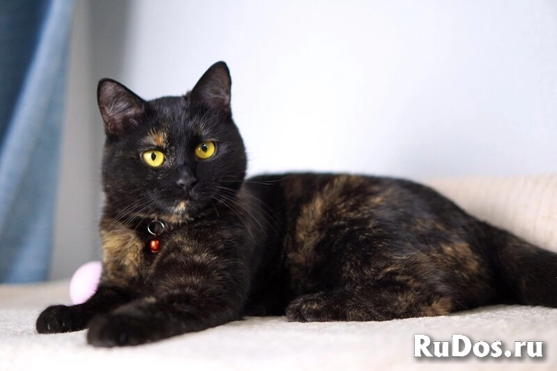 Замечательная молодая кошечка Плюша ждёт свою семью. фото