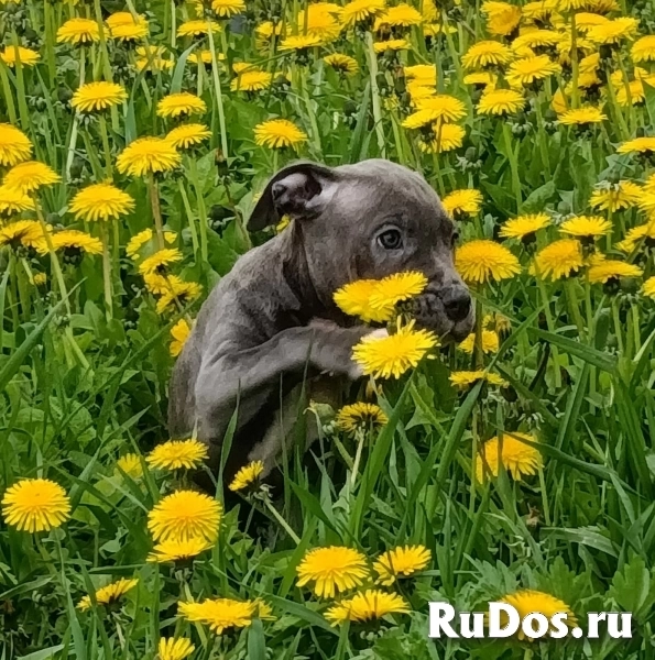 Милая голубая девочка  Амстаффтерьера  ркф изображение 5