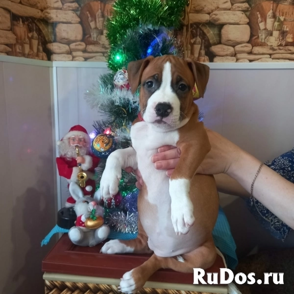 Рыжие малыши Амстаффтерьера ркф изображение 8