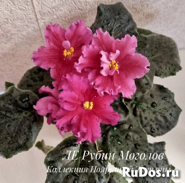 , купить растения изображение 4