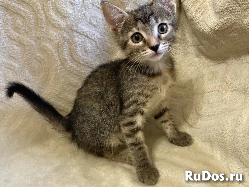 Ищут дом два чудесных котенка Тигра и Нычка. изображение 6