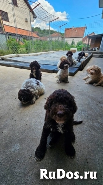 Лаготто Романьоло, щенки в наличии изображение 4