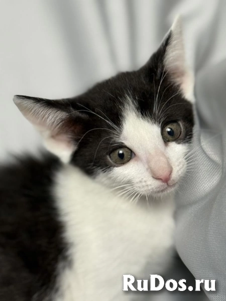 Котята ищут дом. изображение 6