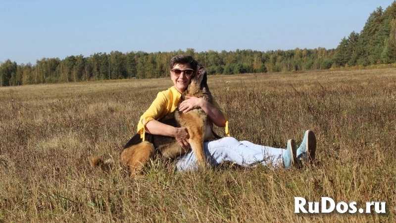 Альма угасает в приюте срочно нужен дом фотка