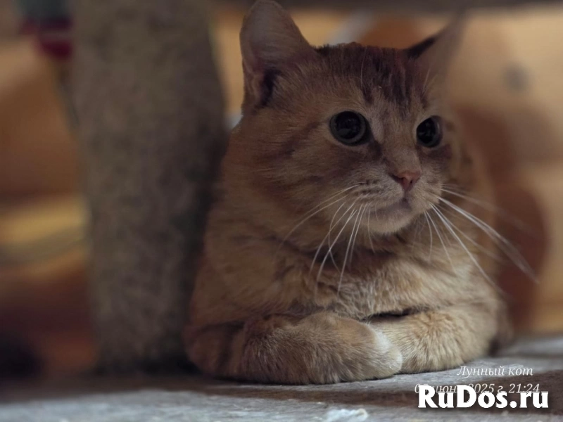 Котик Ирбис фото