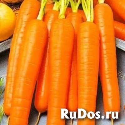 Алтайские овощи оптом для переработки на заводы фото