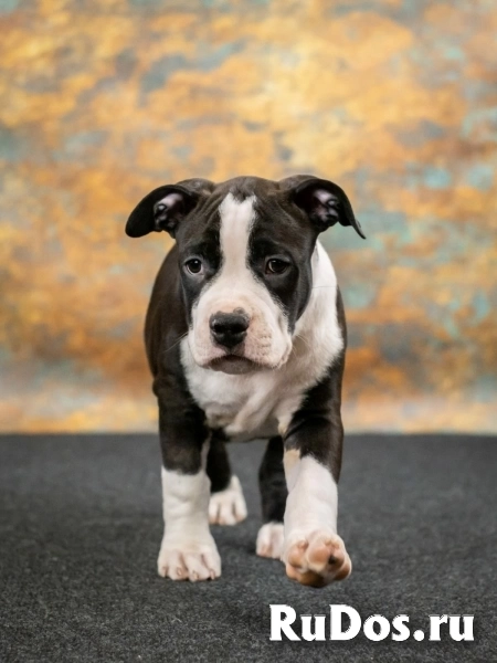 Черные кобели Амстаффа ркф изображение 7