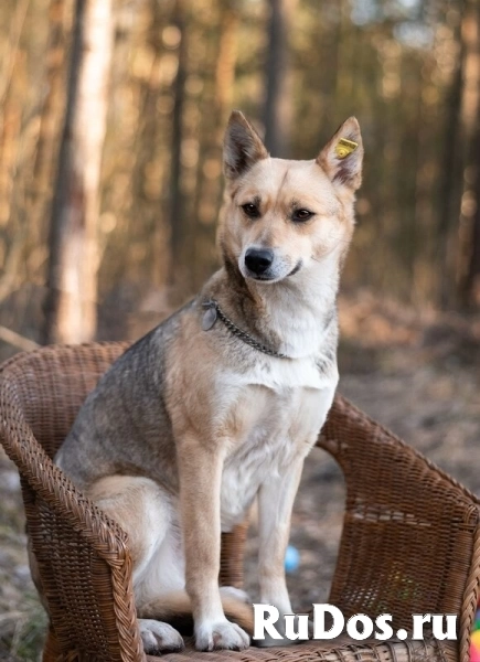 Улыбка на лапках — Бетти 1 год, всего 11 кг счастья! изображение 4