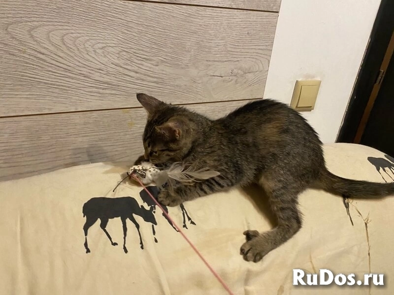 Ищут дом два чудесных котенка Тигра и Нычка. изображение 12