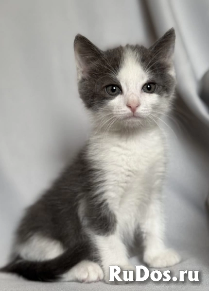 Котята ищут дом. изображение 4