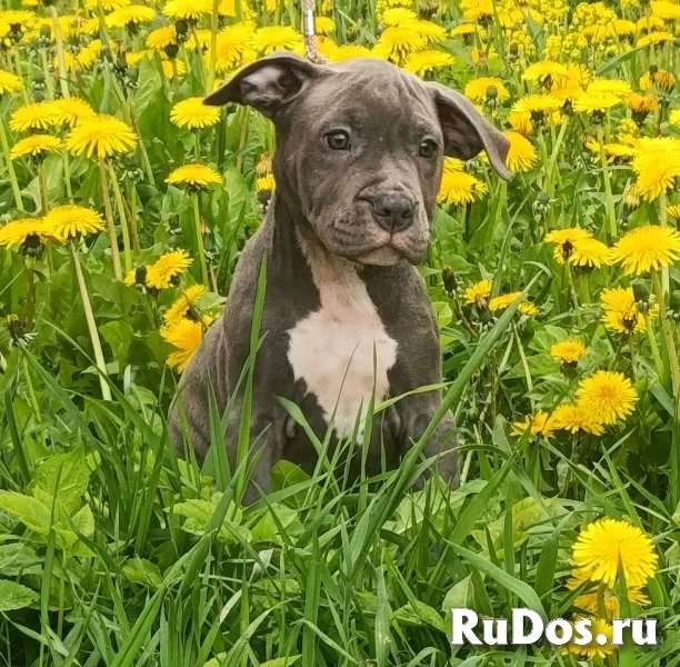 Милая голубая девочка  Амстаффтерьера  ркф фотка