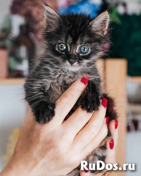 Отдаю в добрые руки чудесных малышей. фото