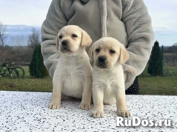 Лабрадор ретривер изображение 4