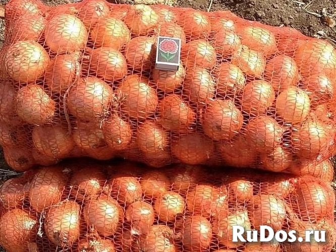 Овощи для борща оптом изображение 9