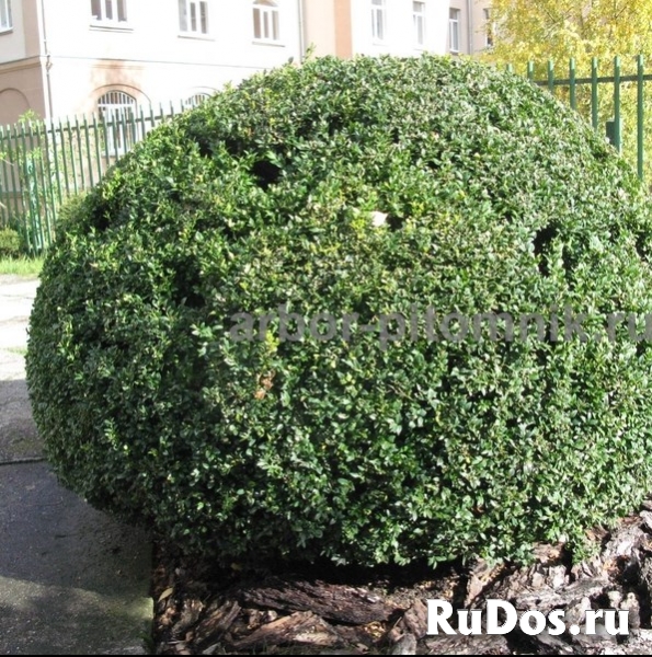 Самшит купить в Москве, саженцы самшита из подмосковного питомник изображение 3