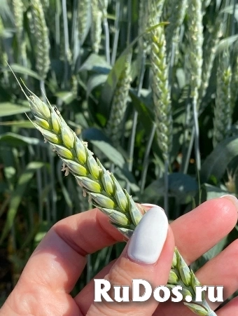 Семена пшеницы озимой купить Акапелла Арсенал Армада Бумба Багира фото